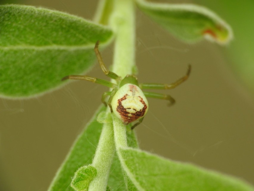 Ebrechtella tricuspidata - alakoskodó karolópók