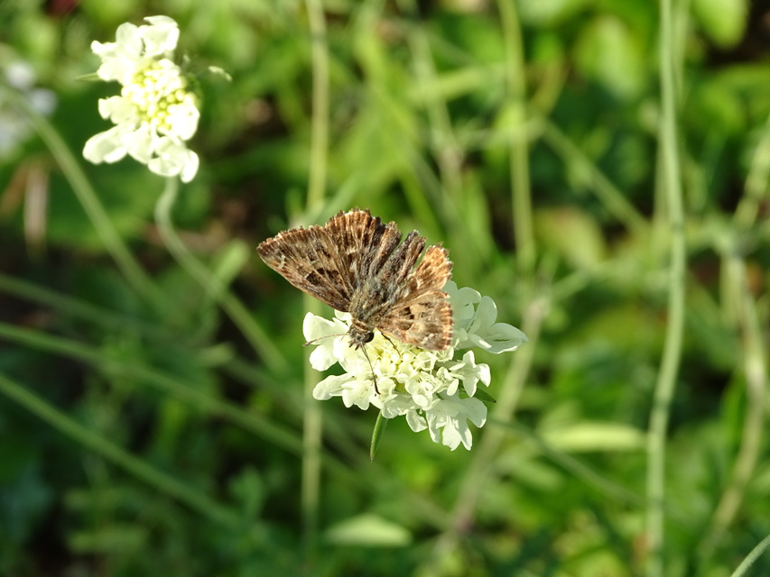 Carcharodus alceae - mályva-busalepke