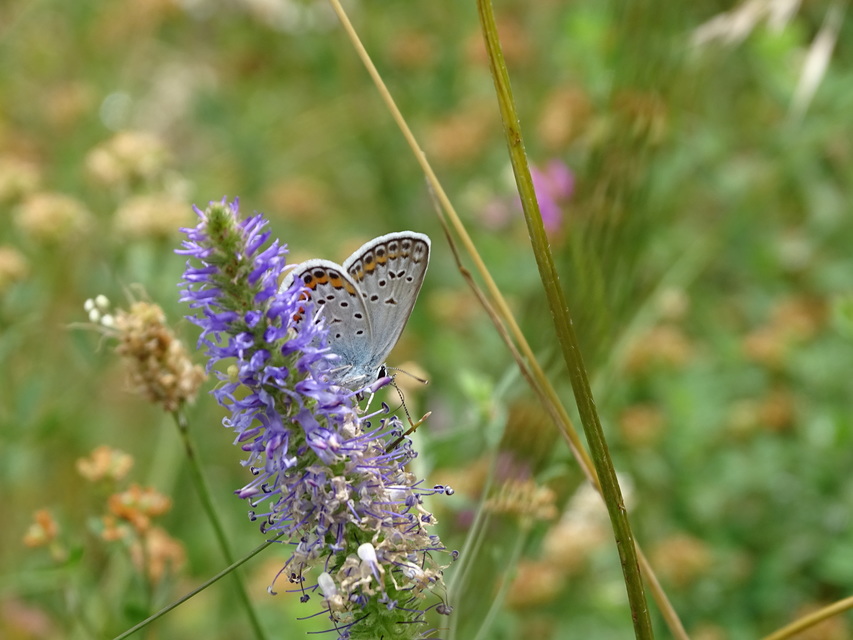 Plebejus idas - északi boglárka