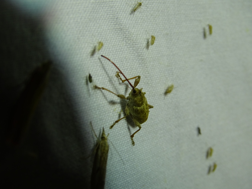 Curculio elephas - gesztenyezsuzsóka
