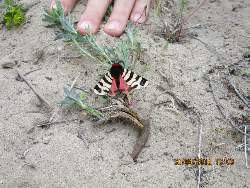 Arctia festiva - díszes medvelepke