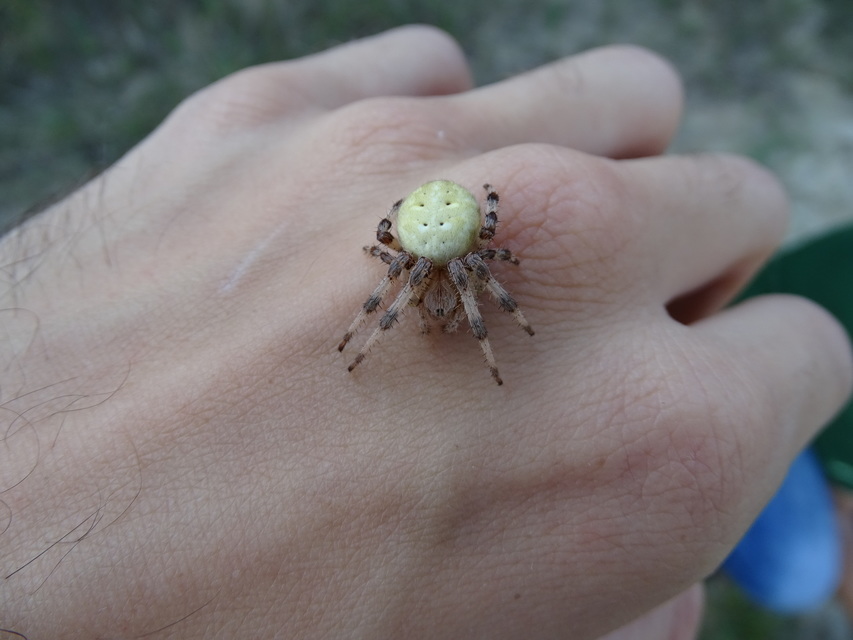 Araneus quadratus - négyes keresztespók