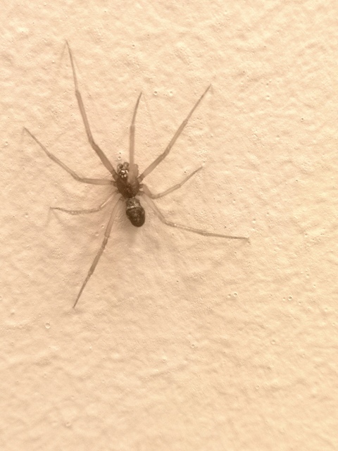 Steatoda grossa - nagy faggyúpók
