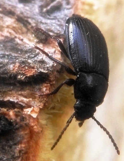 Nalassus dermestoides - rövidszárnyú gyászbogár
