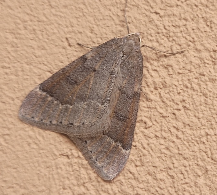 Theria rupicapraria - tavaszi kökényaraszoló