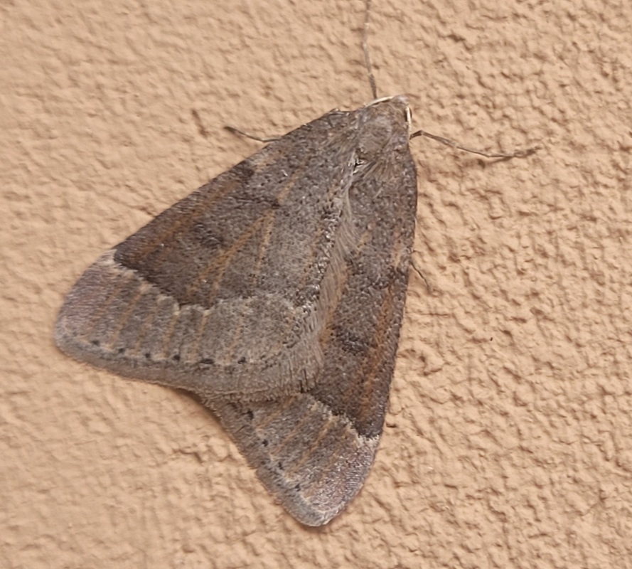 Theria rupicapraria - tavaszi kökényaraszoló