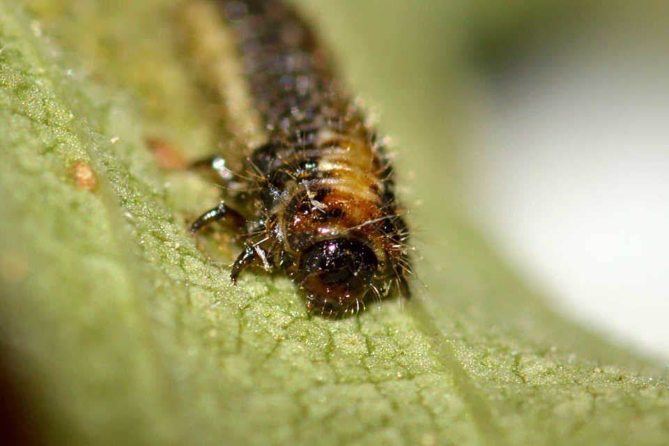 Xanthogalerucella luteola - szilfa-olajosbogár