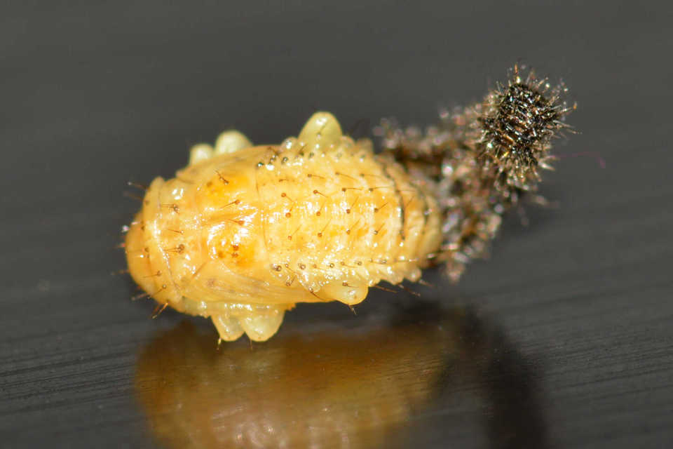 Xanthogalerucella luteola - szilfa-olajosbogár