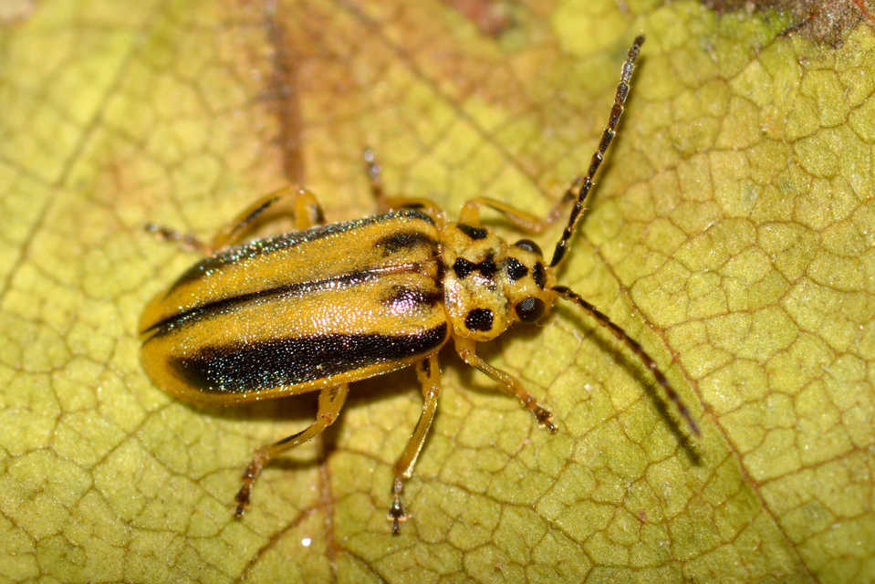 Xanthogalerucella luteola - szilfa-olajosbogár