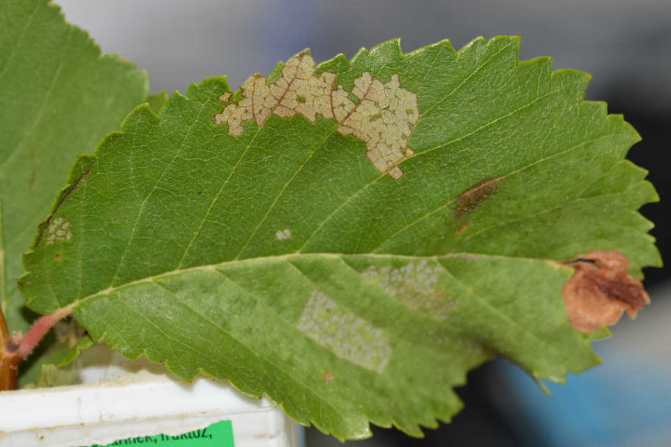 Xanthogalerucella luteola - szilfa-olajosbogár