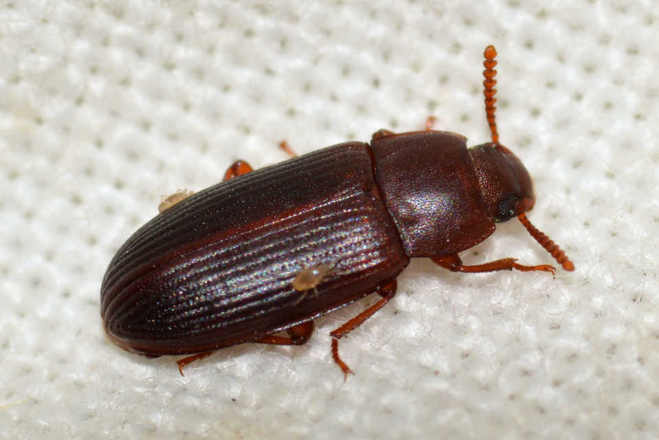 Cynaeus angustus - kukoricarontó gyászbogár Cynaeus angustus - kukoricarontó gyászbogár