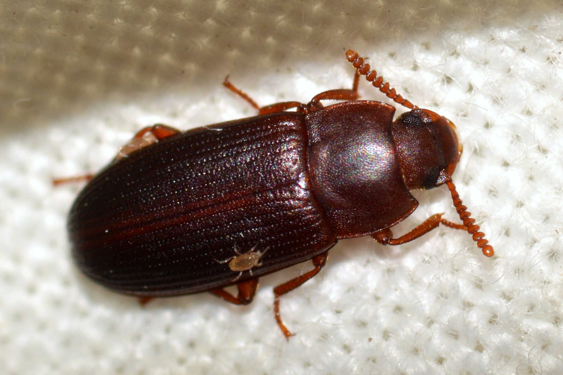 Cynaeus angustus - kukoricarontó gyászbogár