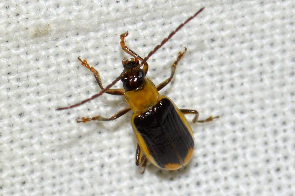 Diabrotica virgifera - amerikai kukoricabogár