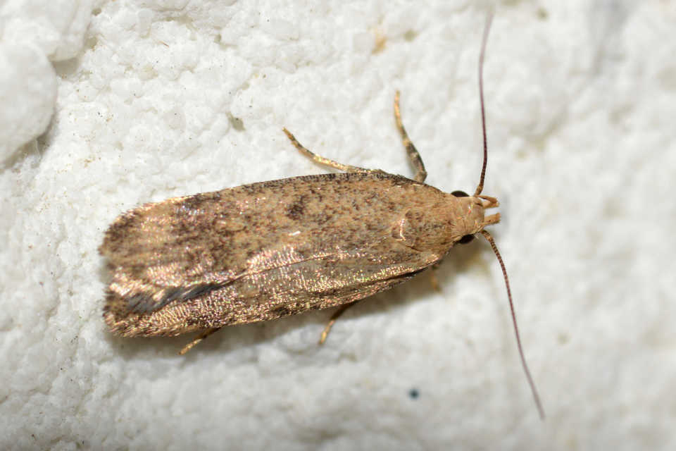 Pexicopia malvella - mályvalevél-sarlósmoly