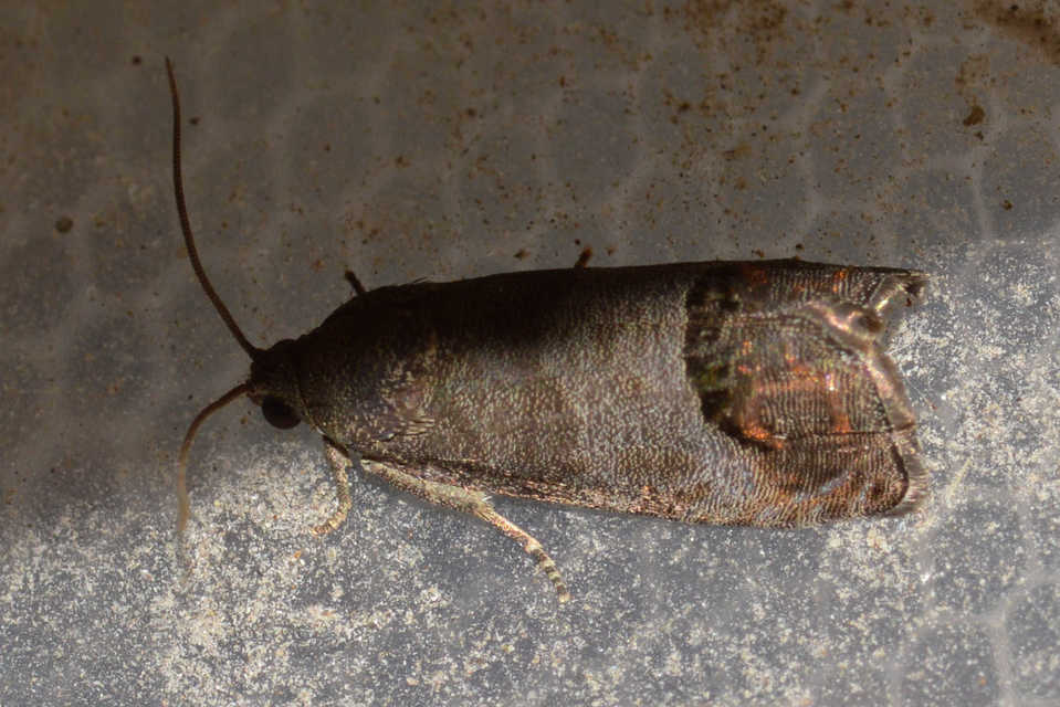 Cydia pomonella - almamoly