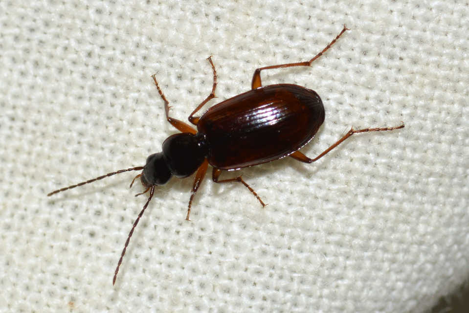 Agonum thoreyi - hosszúnyakú kisfutó Agonum thoreyi - hosszúnyakú kisfutó