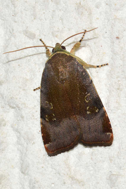 Noctua janthe/janthina