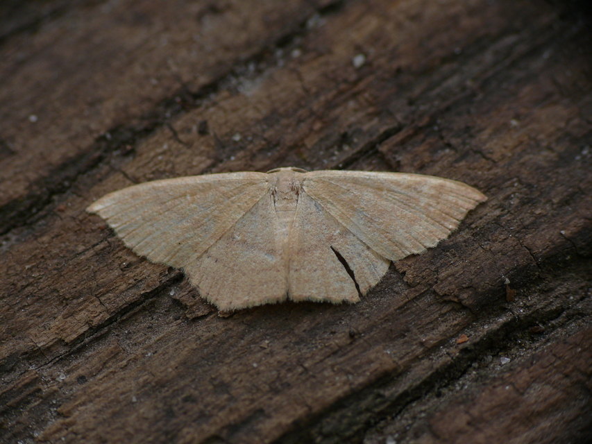 Cyclophora linearia - vonalas pettyesaraszoló