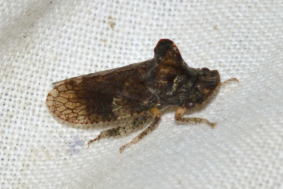 Ledra aurita - füleskabóca