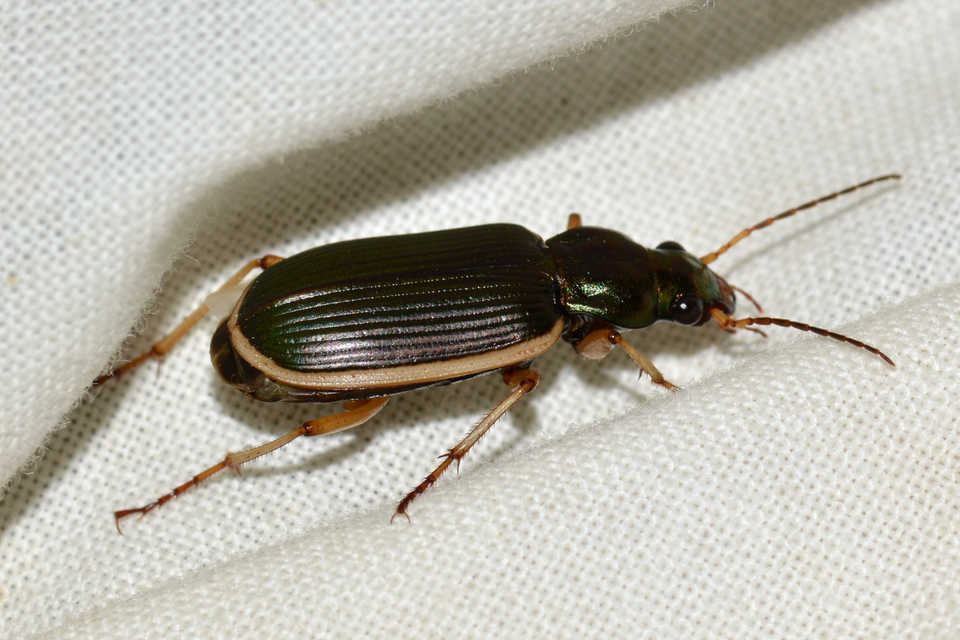 Chlaenius spoliatus - csupasz bűzfutó