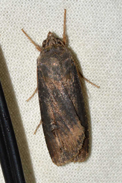 Agrotis ipsilon - nagy földibagoly