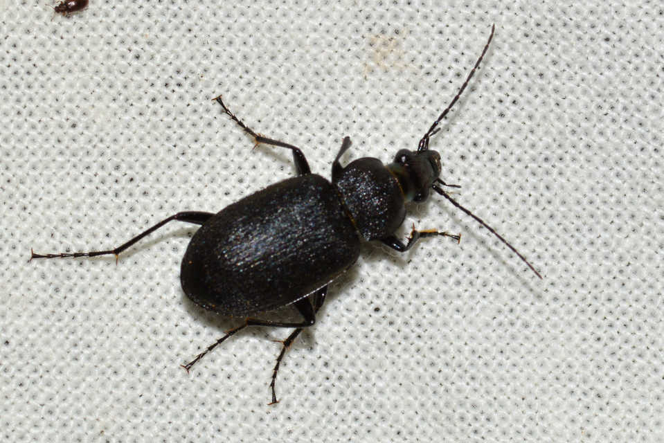 Chlaenius tristis - fekete bűzfutó