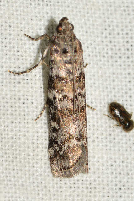 Dioryctria