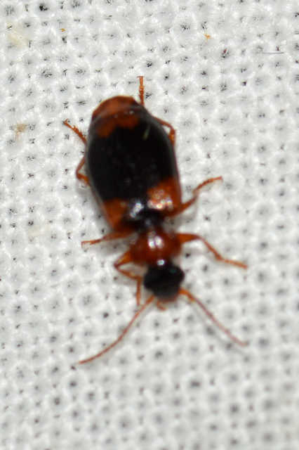 Lebia humeralis - vállfoltos cserjefutó