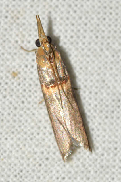 Etiella zinckenella - akácmoly