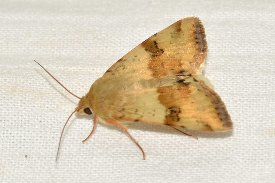 Heliothis viriplaca - mácsonyabagoly