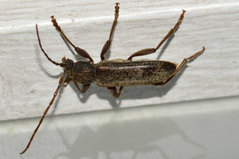 Trichoferus campestris - szállóvendég éjicincér