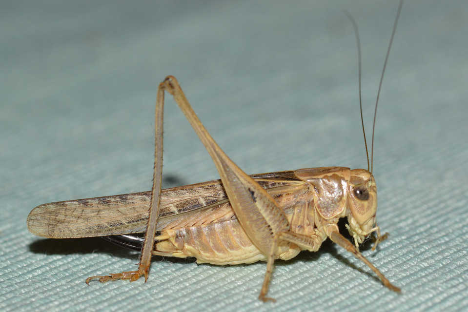 Platycleis affinis - púposhasú rétiszöcske