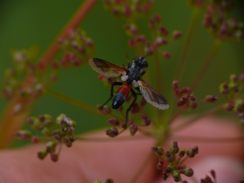 Cylindromyia