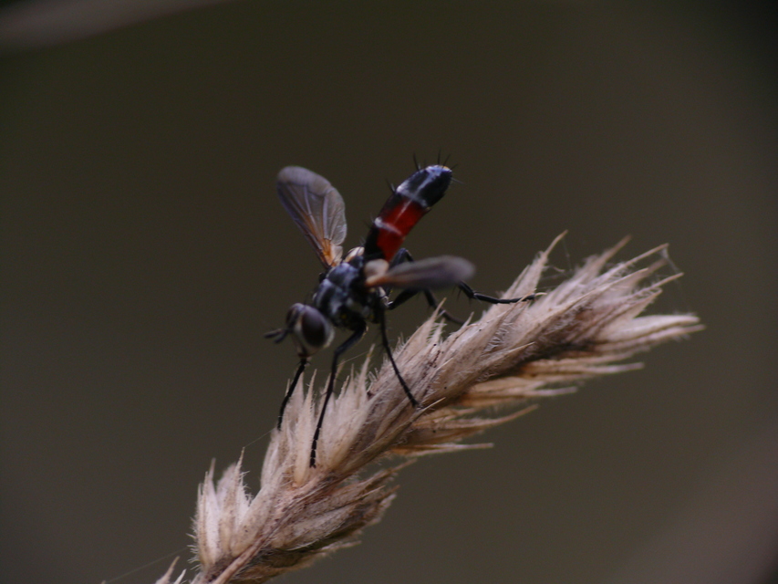 Cylindromyia