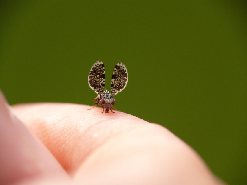 Callopistromyia annulipes - pávalégy