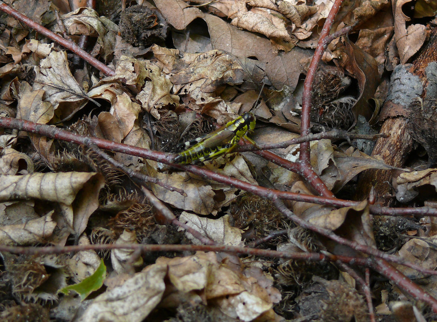 Miramella alpina - alpesi sáska