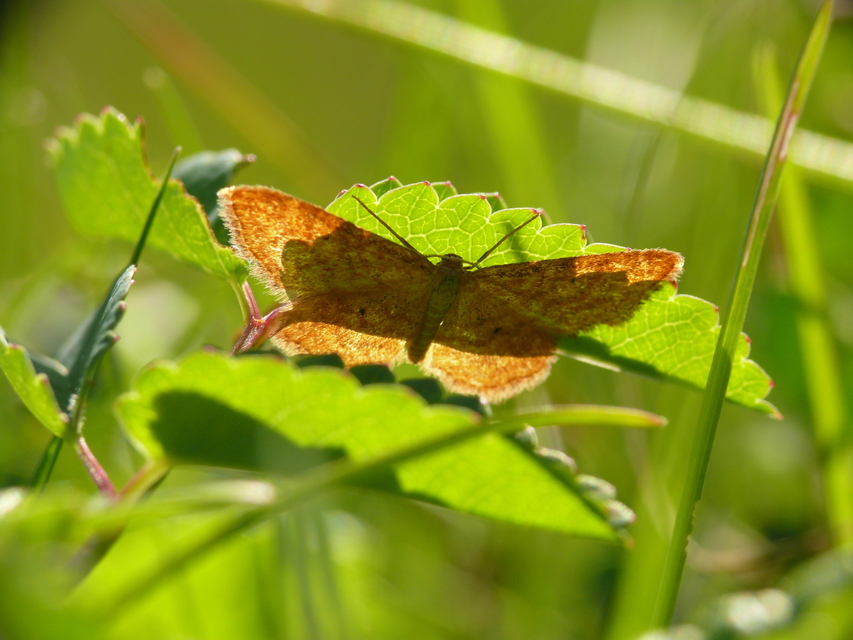 Idaea serpentata - kis sávosaraszoló