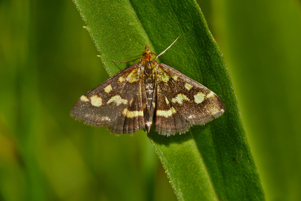 Pyrausta purpuralis - közönséges bíbormoly