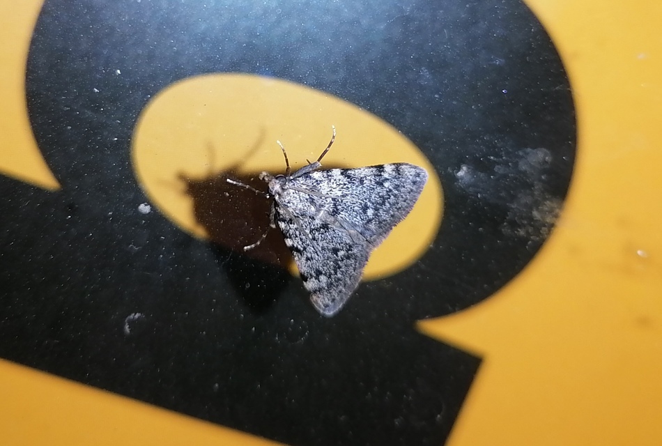 Aglossa pinguinalis - zsiradékmoly