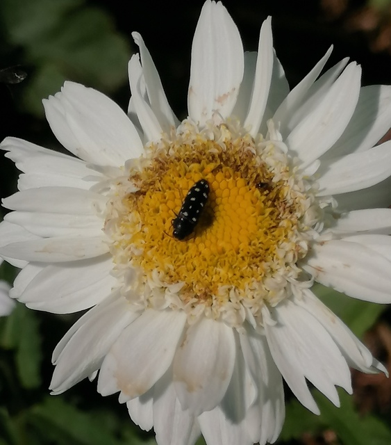 Acmaeodera degener - sárgafoltos zömökdíszbogár