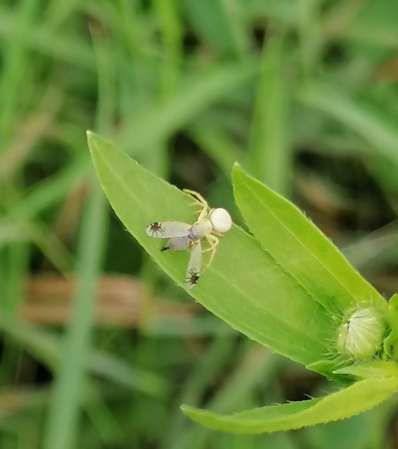 Tephritidae - fúrólégyfélék