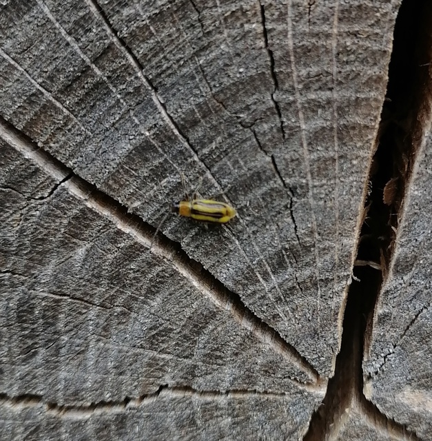 Diabrotica virgifera - amerikai kukoricabogár