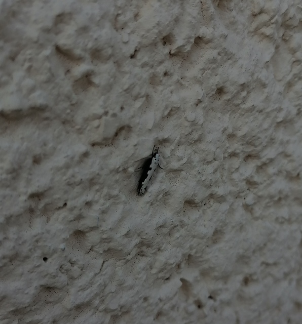 Ethmia bipunctella - kétpettyes feketemoly