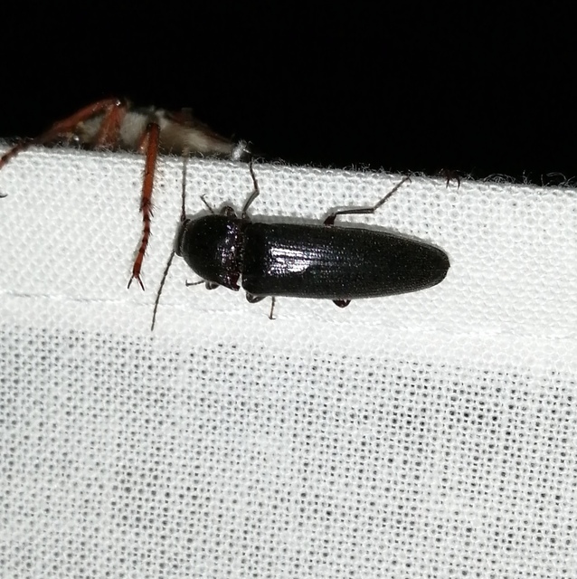 Melanotus