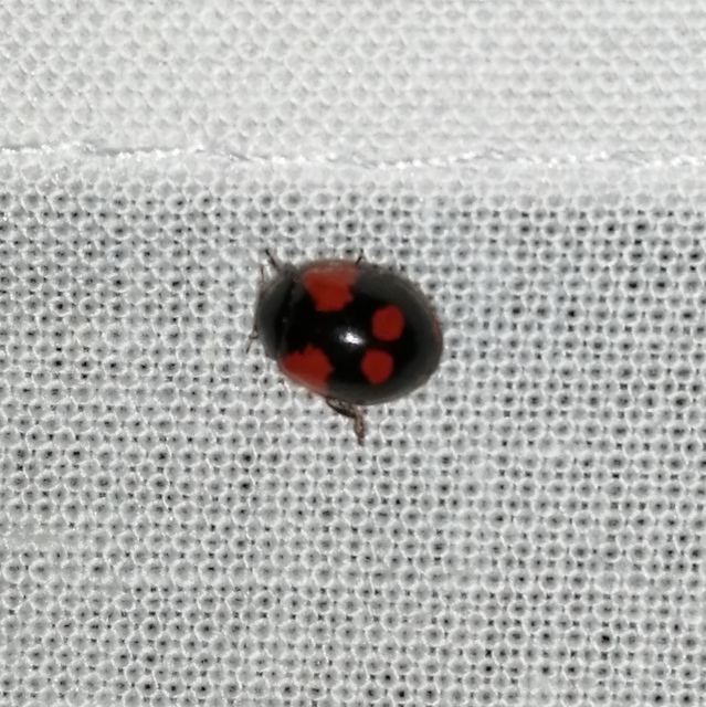 Adalia bipunctata - kétpettyes katica
