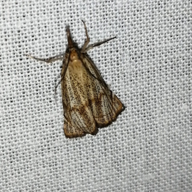 Thisanotia chrysonuchella - tavaszi fűgyökérmoly