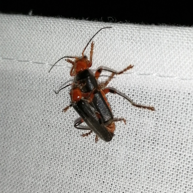 Cantharis livida - mezei lágybogár