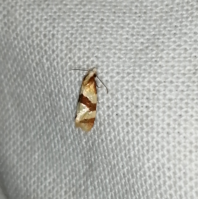 Phalonidia albipalpana - sóvirág-fúrómoly