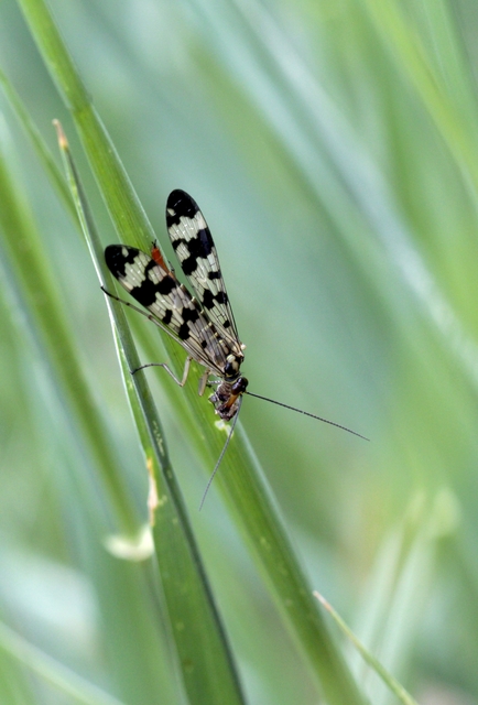 Panorpa vulgaris