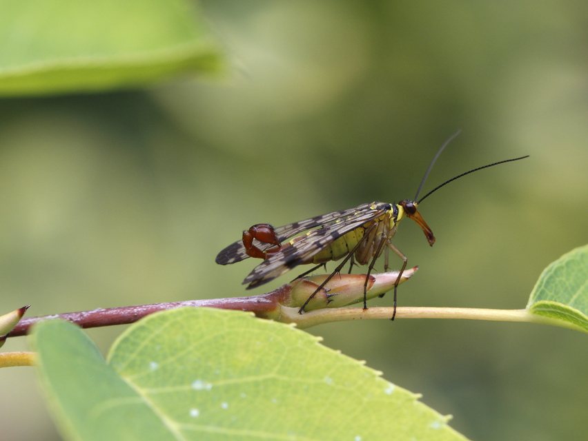 Panorpa vulgaris